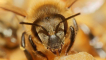 Africanized včely: jak vypadají, kde žijí a proč jsou nebezpečné?