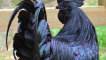 Ayam cemani: černé plemeno kuřat se stejnými vejci