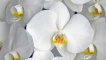 Bílé odrůdy orchidejí - popis a pravidla výsadby