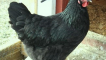 Black australorp: vlastnosti chovu kuřat