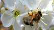 Co se stane, když na zemi zmizí včely - důsledky a situace nyní