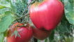 Charakteristika a popis odrůdy rajčat batianya, její výnos