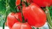 Charakteristika a popis odrůdy rajčat benito