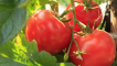 Charakteristika a popis odrůdy rajčat hovězí maso, jeho výtěžnost