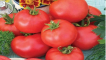Charakteristika a popis odrůdy rajčat dar zavolzhya