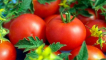 Charakteristika a popis debutu odrůdy rajčat, její výnos
