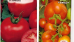 Charakteristika a popis odrůdy rajčat irishka, její výnos