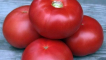 Charakteristika a popis odrůdy rajčat kibo, její výnos