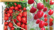 Charakteristika a popis odrůdy jahodového rajčete, její výnos
