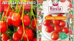 Charakteristika a popis legendy odrůdy rajčat tarasenko (multiflora), její výnos