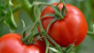 Charakteristika a popis odrůdy rajčat lyana, její výnos