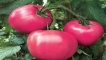 Charakteristika a popis odrůdy rajčat malinová rapsodie