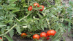 Charakteristika a popis odrůdy rajčete sněženka, její výnos