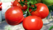 Charakteristika a popis polorychlé odrůdy rajčat, její výnos