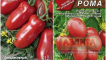 Charakteristika a popis odrůdy rumových rajčat, její výnos