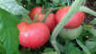 Charakteristika a popis odrůdy rajčete růžové obří, její výnos