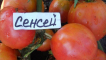 Charakteristika a popis odrůdy rajčat sensei, její výnos