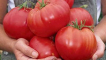 Charakteristika a popis odrůdy sibiřského zázračného rajčat, její výnos