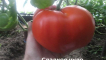 Charakteristika a popis odrůdy rajčat sladký zázrak, její výnos