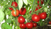 Charakteristika a popis odrůdy sladkých rajčat, její výnos