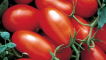 Charakteristika a popis odrůdy rajčatové smetany, její výtěžnost