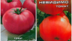 Charakteristika a popis odrůdy rajčat je viditelný a neviditelný, jeho výnos