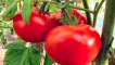 Charakteristika a popis odrůdy rajčat astrakhansky