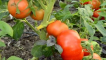 Charakteristika a popis odrůdy rajčat tlustý mnich