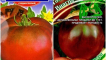 Charakteristika a popis odrůdy rajčat viagra, jejich výnos
