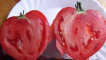 Charakteristika a popis odrůd rajčat milující srdce a červené máslové srdce, jejich produktivita