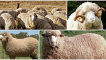 Charakteristika ovcí merino a kdo je choval, co je známo a chov