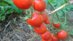 Charakteristika odrůdy rajčat solerosso, její výnos