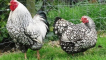 Charakteristika a popis kuřecího plemene wyandot, pravidla chovu