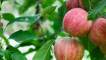 Fuji jablka - výsadba a péče