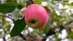 Krása jabloní sverdlovsk - pravidla pěstování