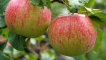Jabloň mantet - charakteristika odrůdy
