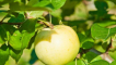 Jabloň lidová - vlastnosti pěstování