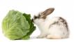 Zelí v jídelníčku králíků
