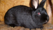 Králíci novozélandského plemene: vlastnosti a chov