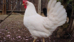 Leghorn kuřata: vlastnosti plemene, údržba a péče