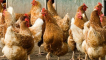 Nejlepší kuřata masných a vaječných plemen