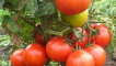 Nejlepší, produktivní odrůdy rajčat pro severní oblasti na otevřeném poli a ve sklenících