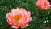 Popis 12 nejlepších odrůd korálových pivoněk, pravidla výsadby a péče