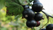 Popis tajemství odrůd černého rybízu, výsadby a péče