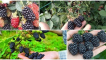 Popis odrůdy heaven blackberry může čekat na růst a sklizeň