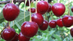 Popis a hlavní charakteristiky odrůd třešní turgenevka