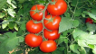 Popis a charakteristika odrůdy rajčat obecné