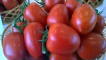 Popis a charakteristika odrůdy rajčat císařovna