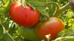 Popis a charakteristika raných odrůd rajčat 83