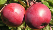 Popis a vlastnosti odrůdy jabloní běloruské sladké, výsadba a péče